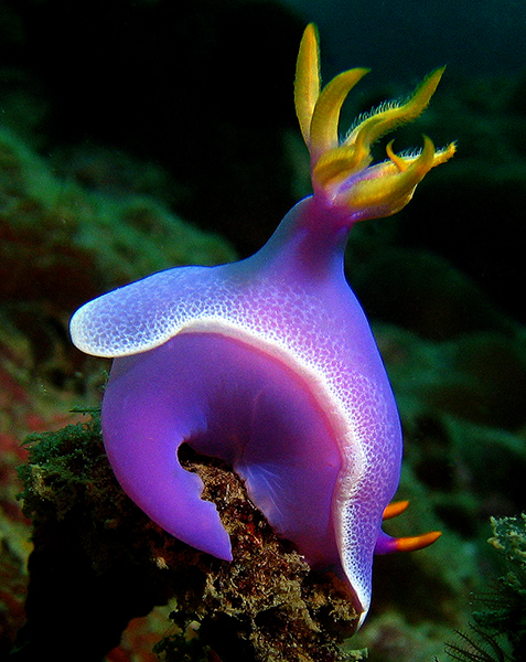 Hypselodoris Apolegma